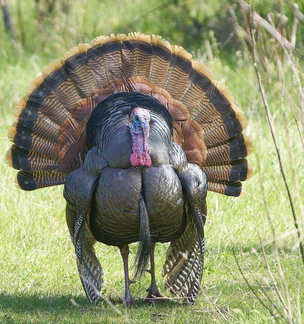 Rio Grande Turkey