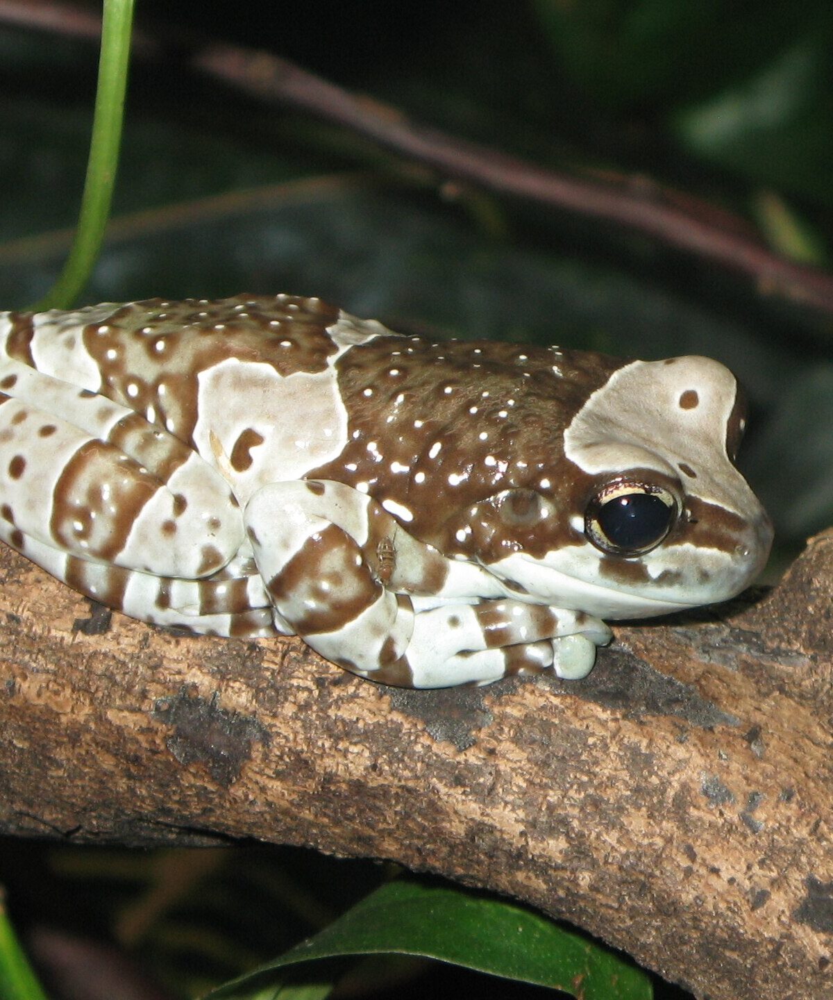 Mission Golden-Eyed Frog