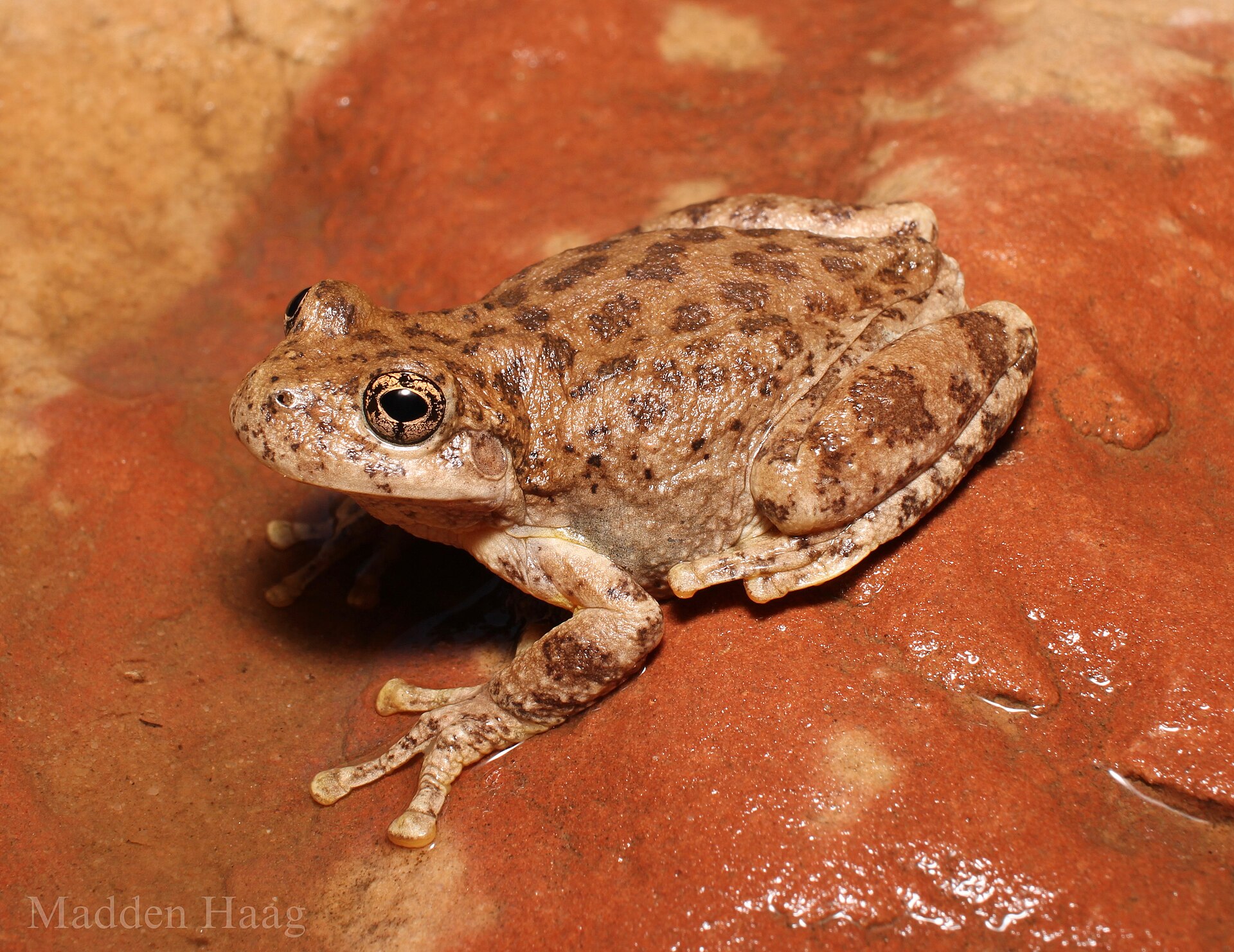 Canyon Tree Frog