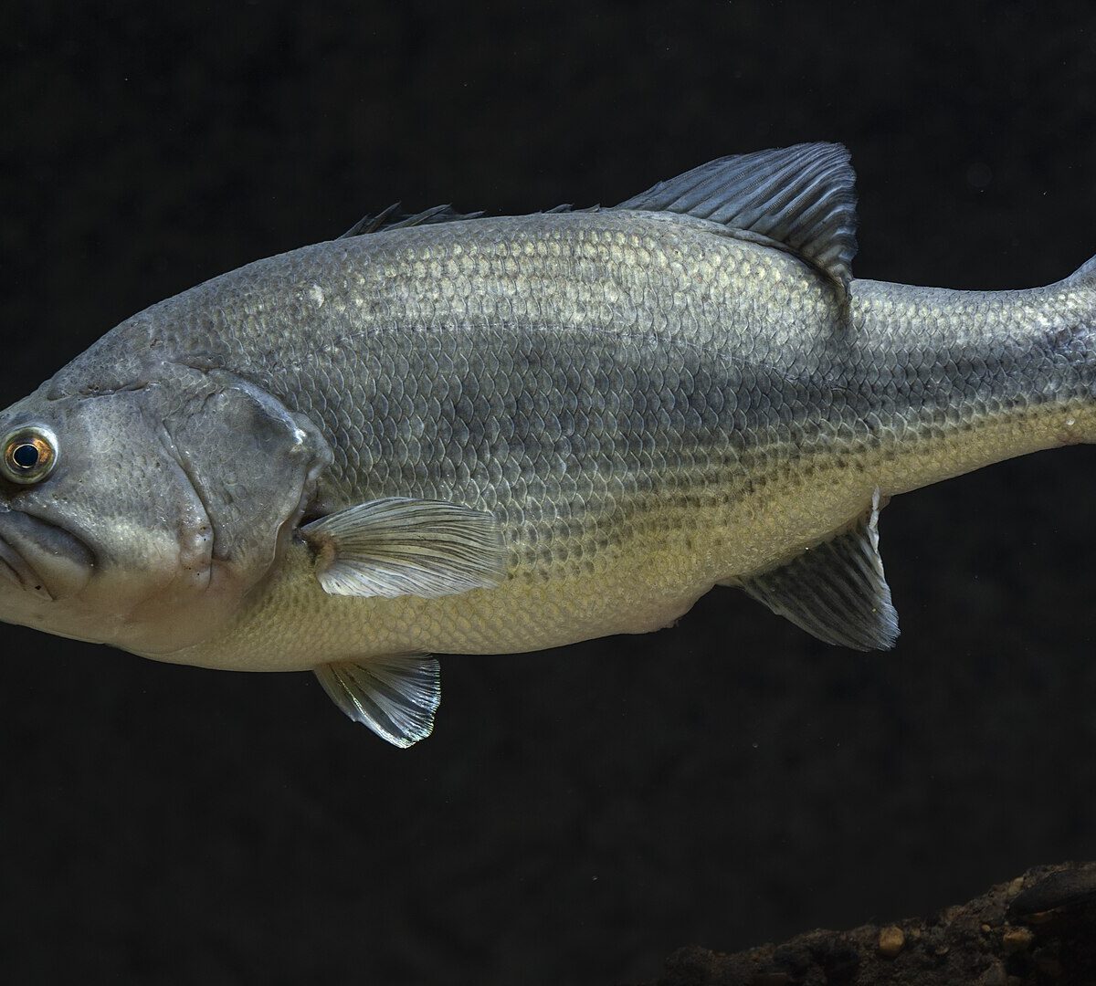Largemouth Bass