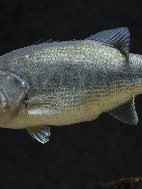 Largemouth Bass