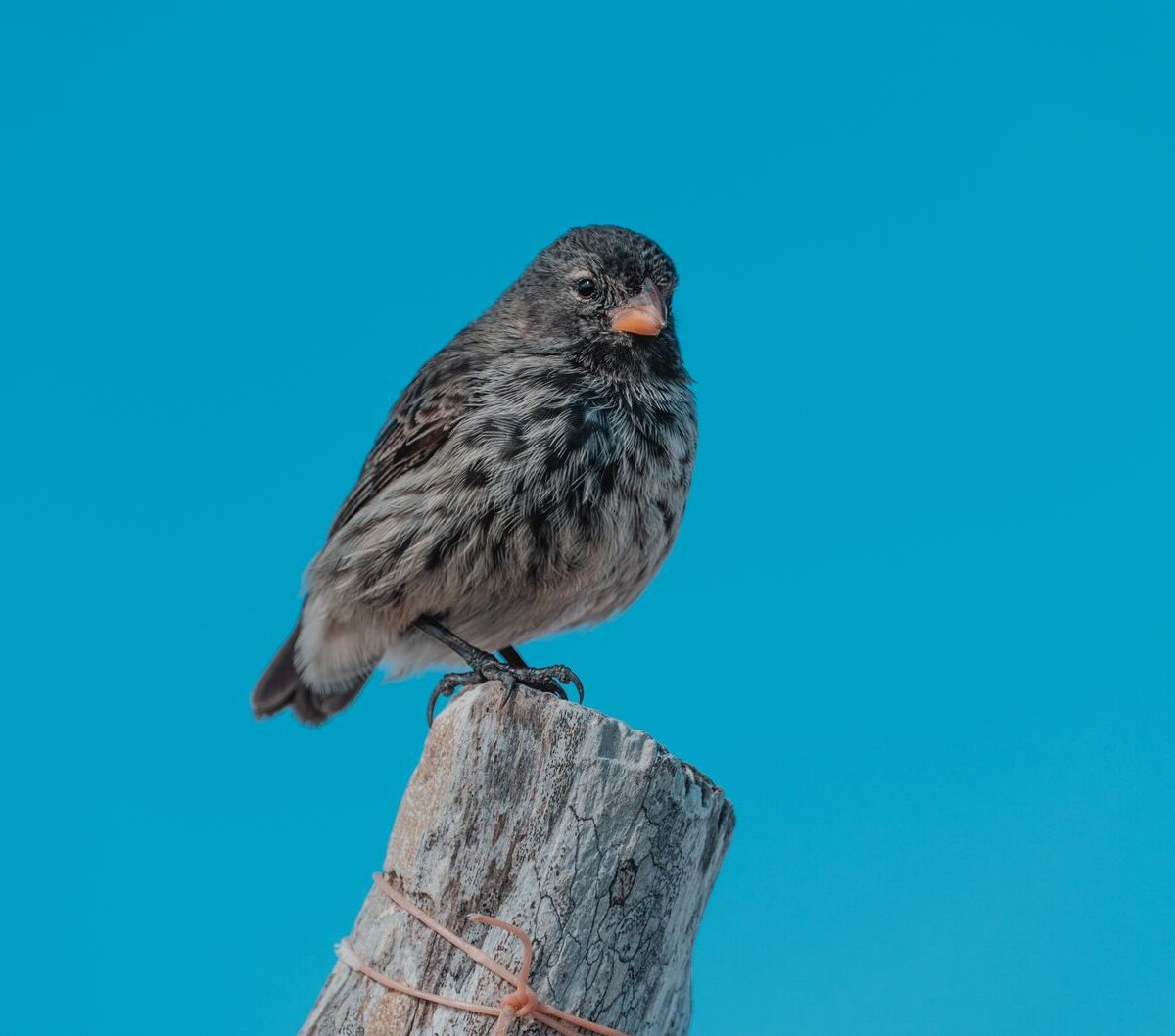 Darwin's Finch