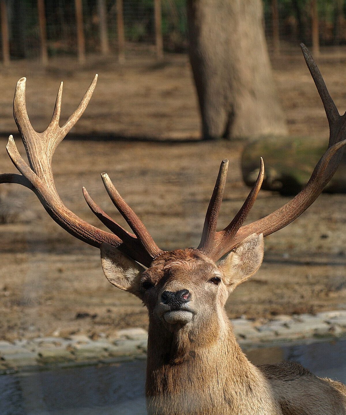 Bactrian Wapiti