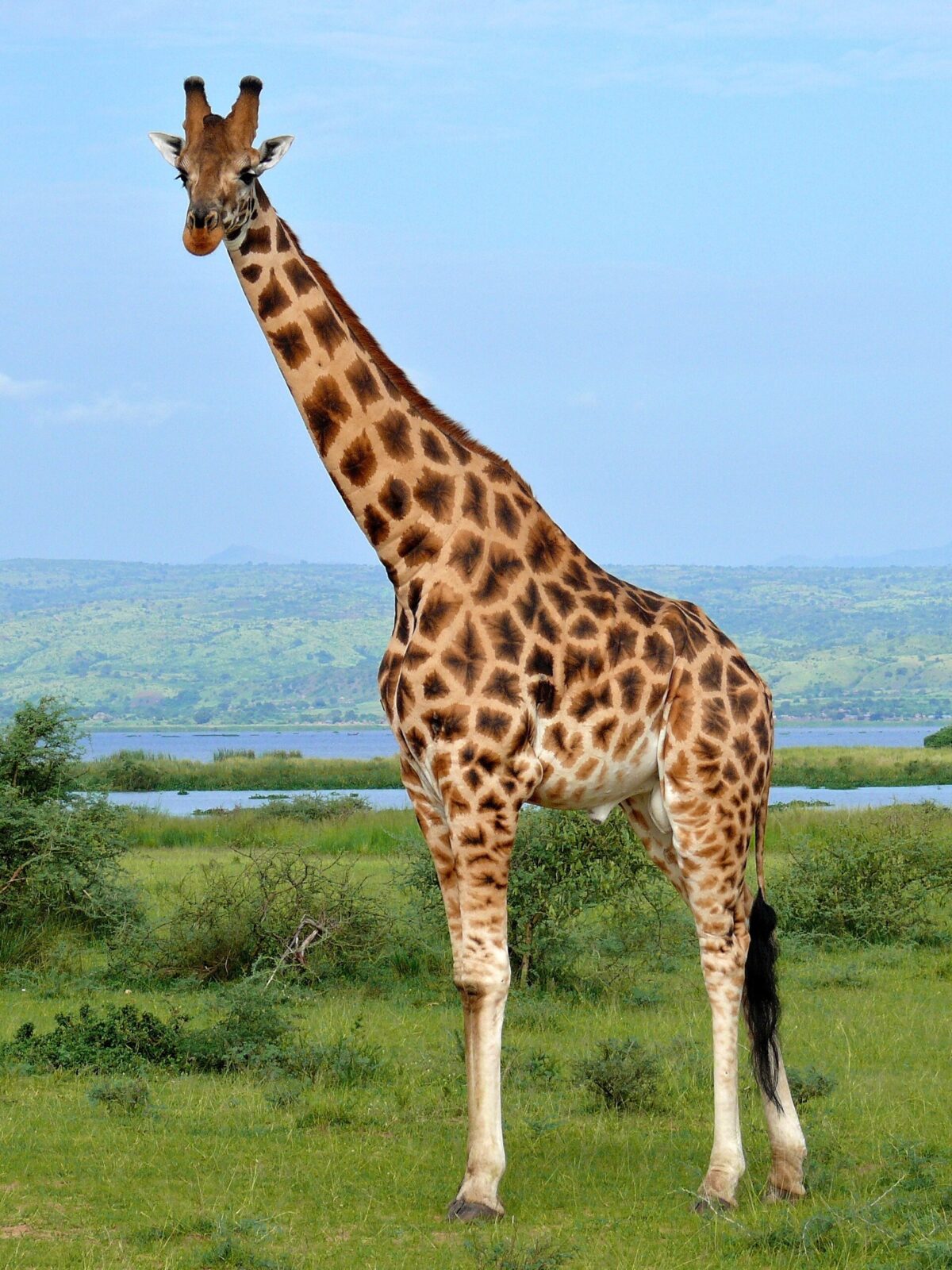 Rothschild Giraffe
