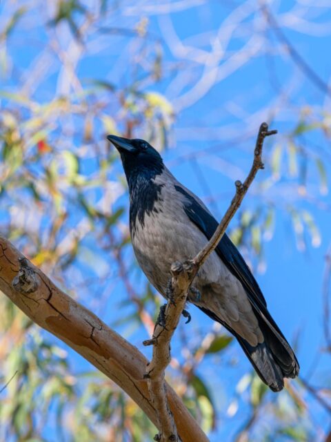 African Pied Crow