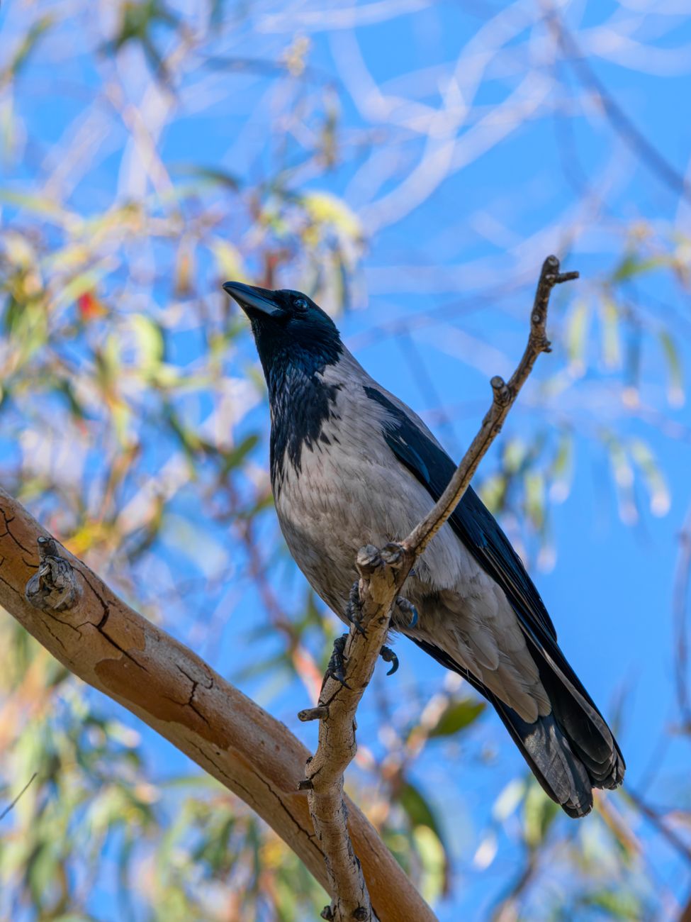 African Pied Crow