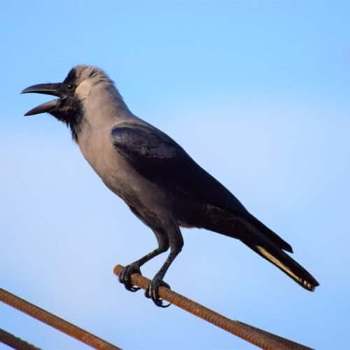 Pied Crow