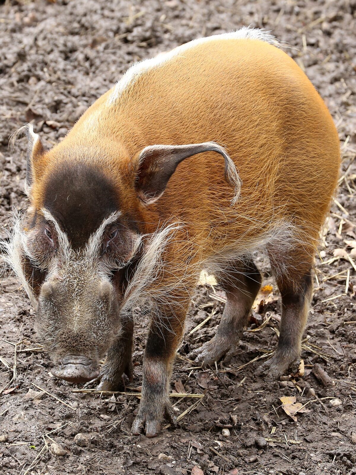 African Red River Hog