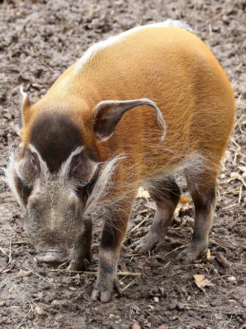 African Red River Hog