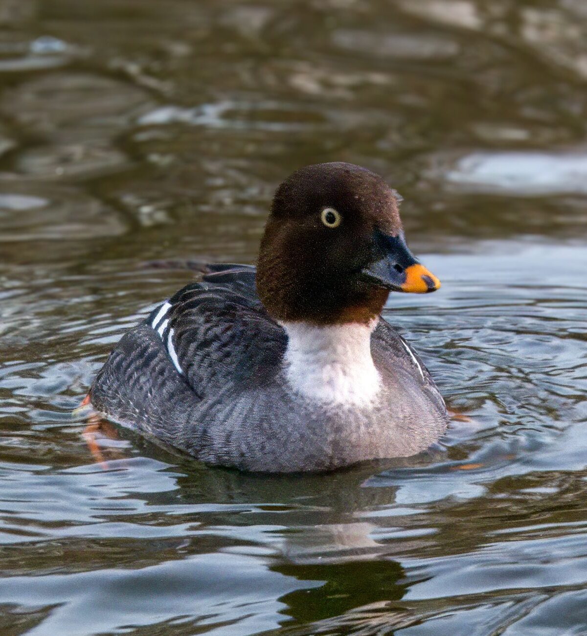 American Common Goldeneye