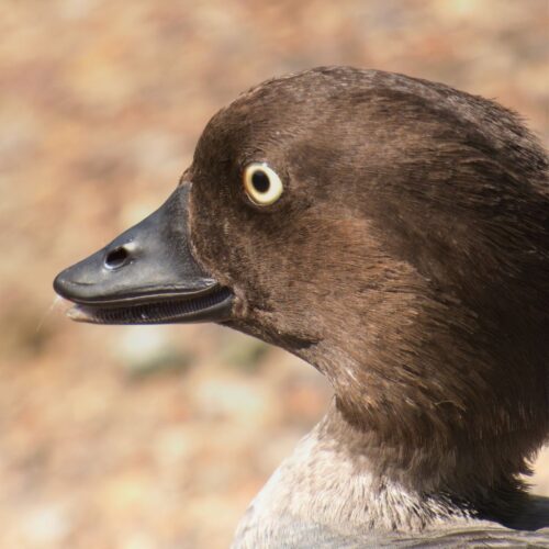 Common Goldeneye