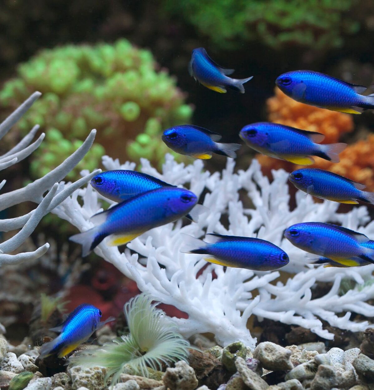 Azure Damselfish