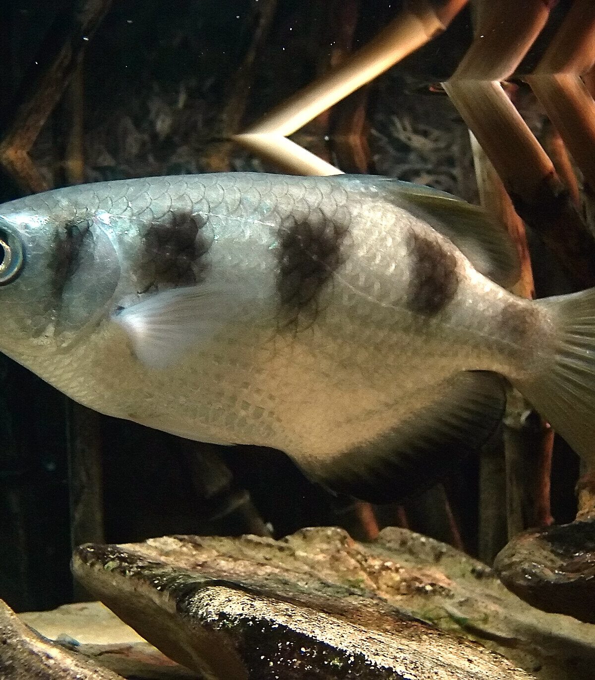 Banded Archerfish