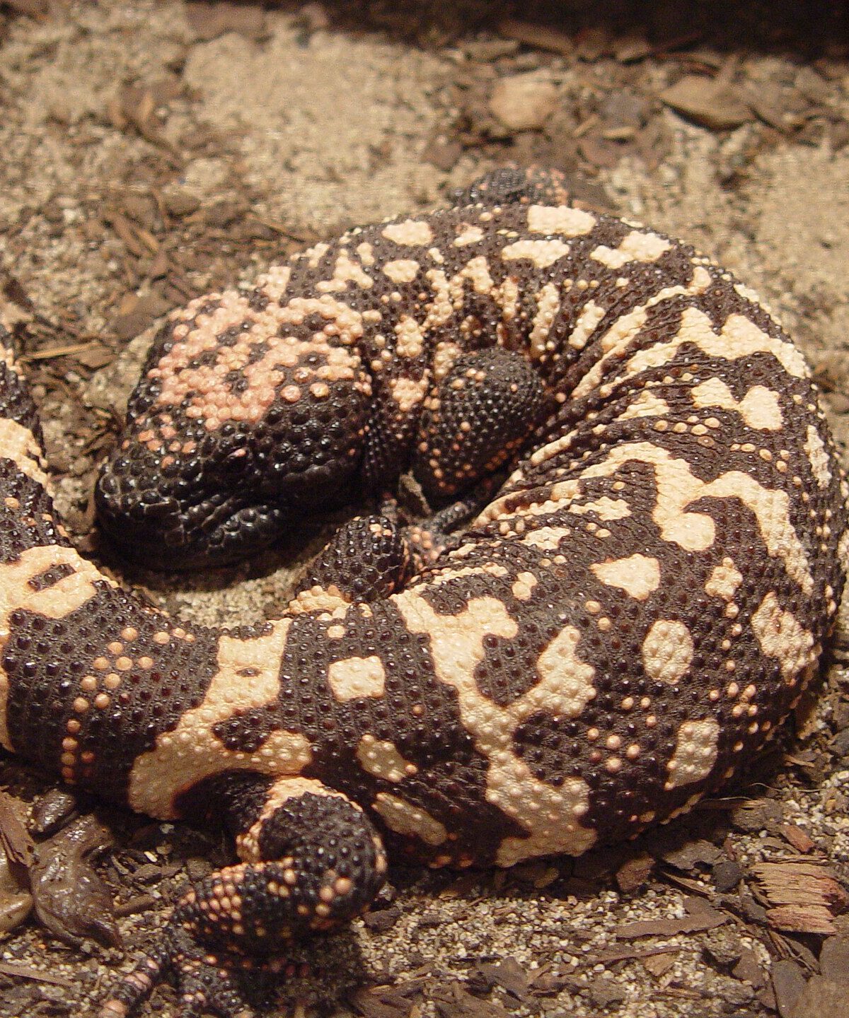 Banded Gila Monster