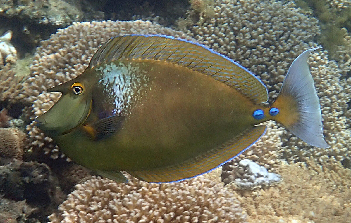Bignose Unicorn Tang