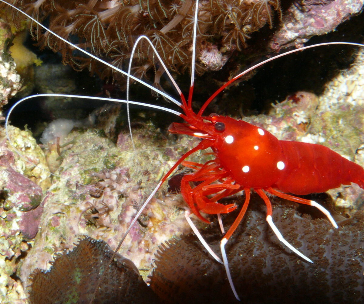 Blood Red Fire Shrimp