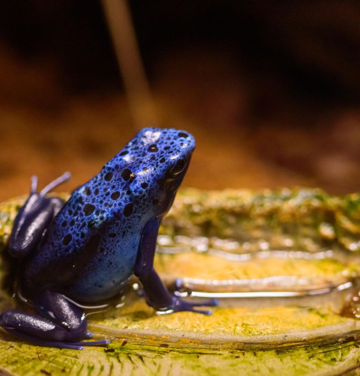 Blue Poison Dart Frog