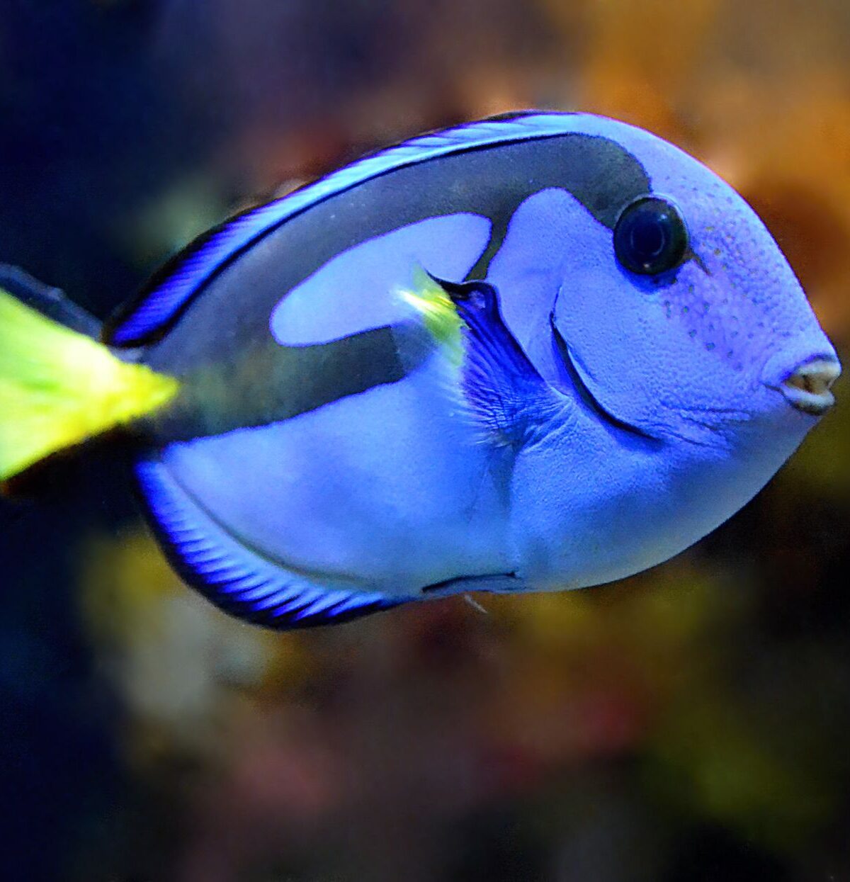 Blue Tang