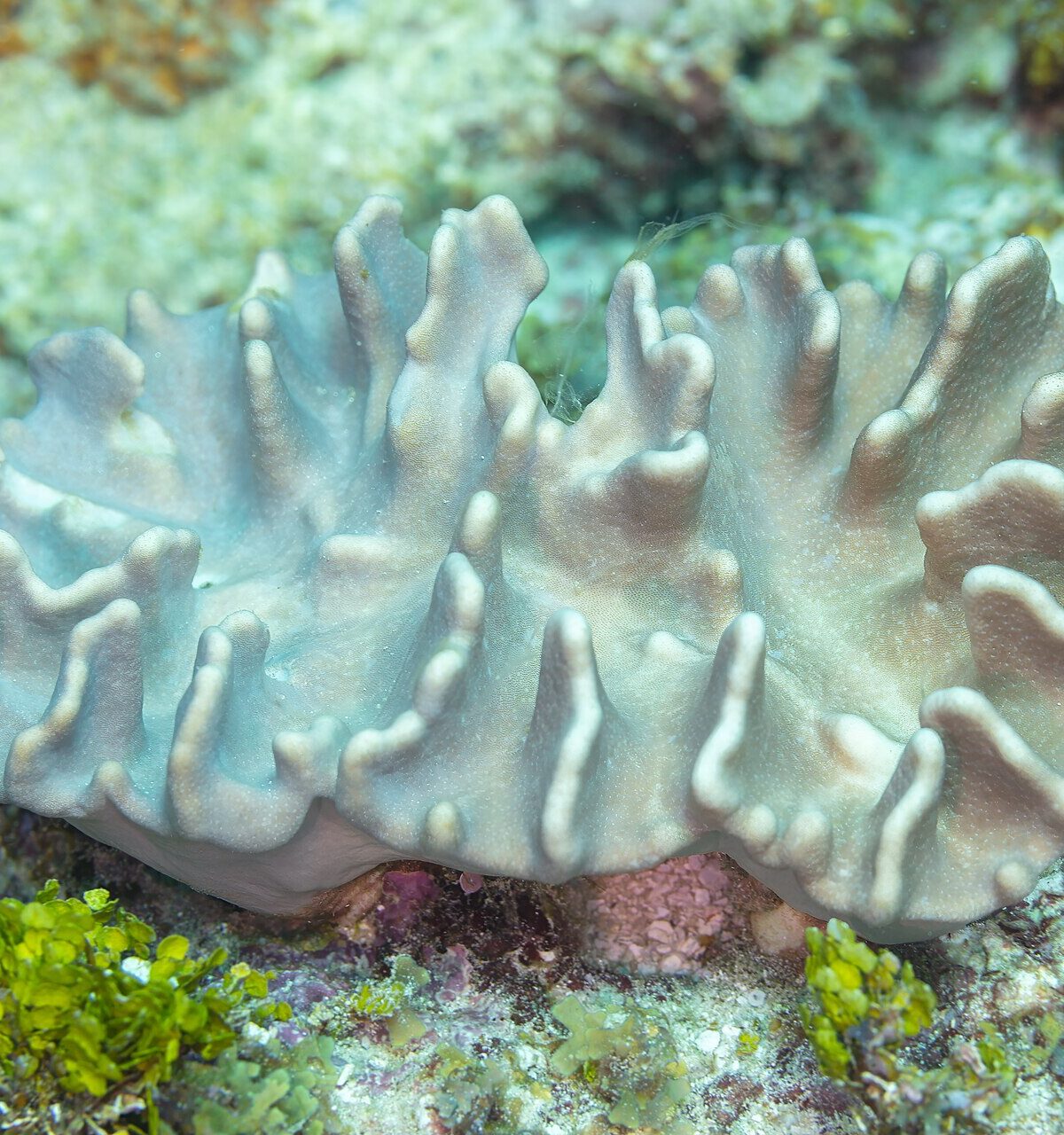Cabbage Leather Coral