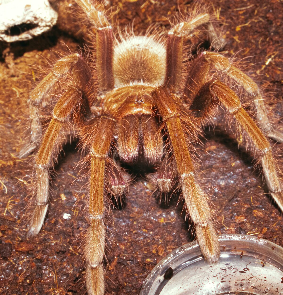 Chilean Rose Haired Tarantula