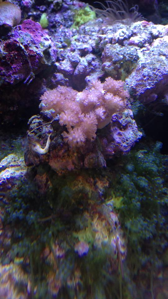 Colt Coral