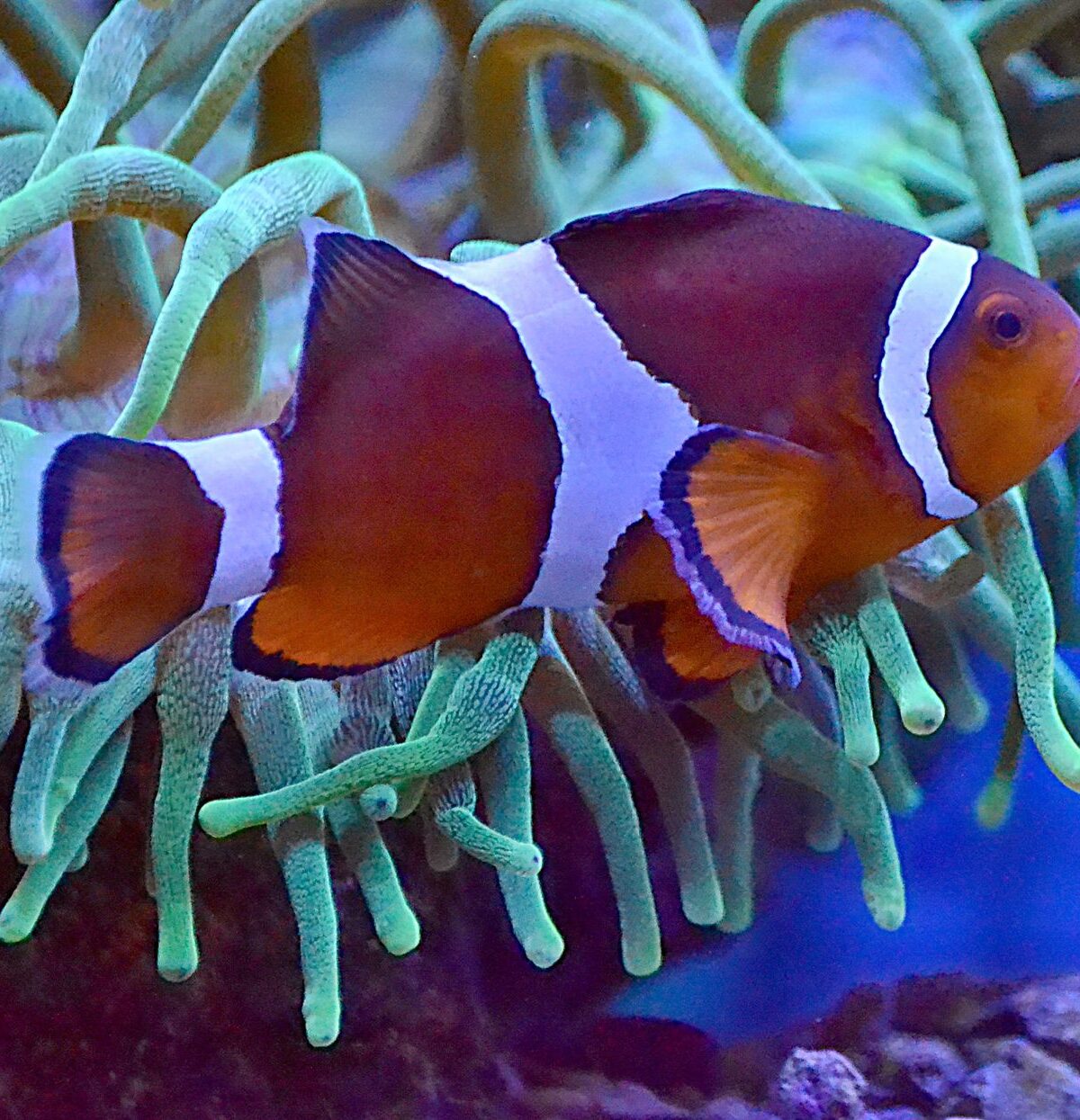 Common Clownfish