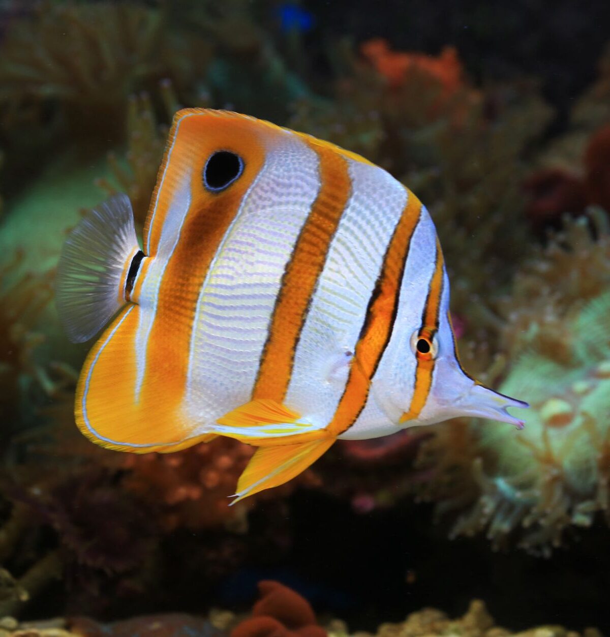 Copperband Butterflyfish