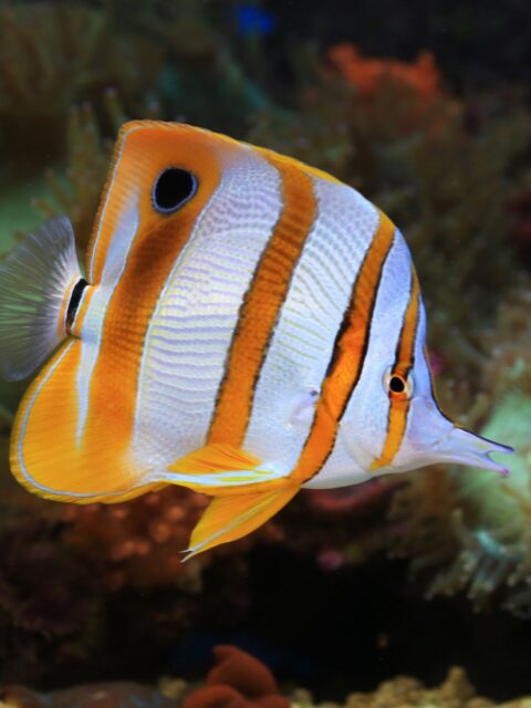 Copperband Butterflyfish