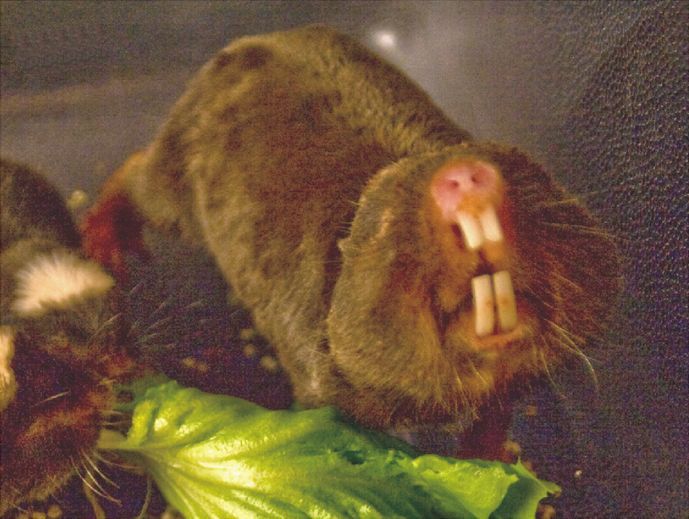 Damara Mole Rat