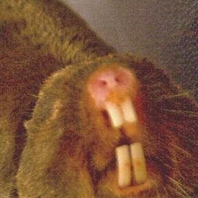 Mole Rat