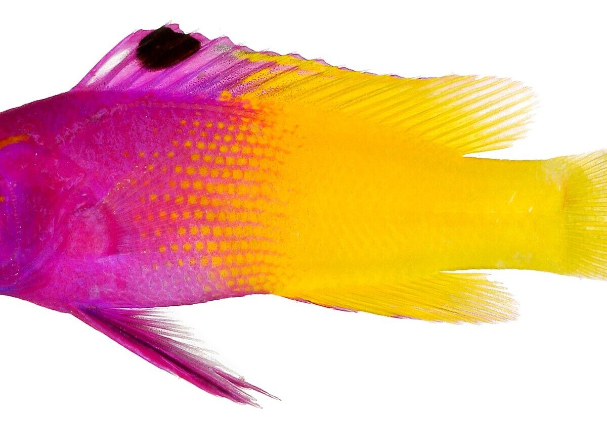 Fairy Basslet