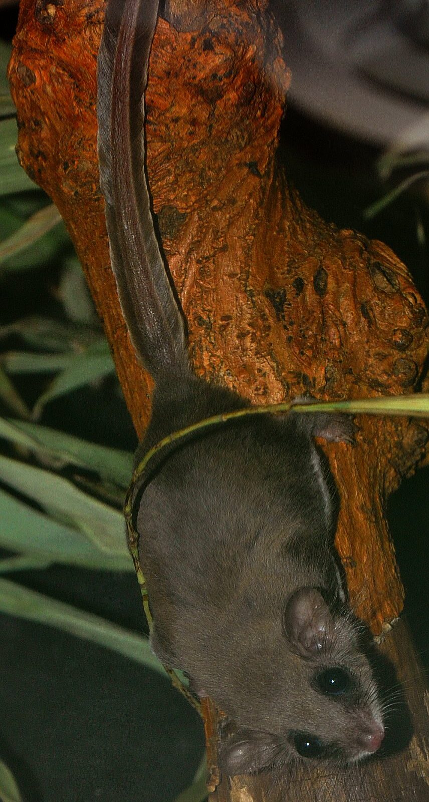Feather Tail Glider