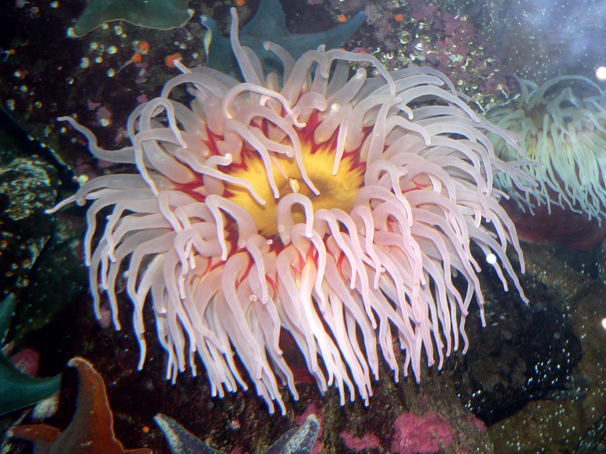 Fish Eating Anemone