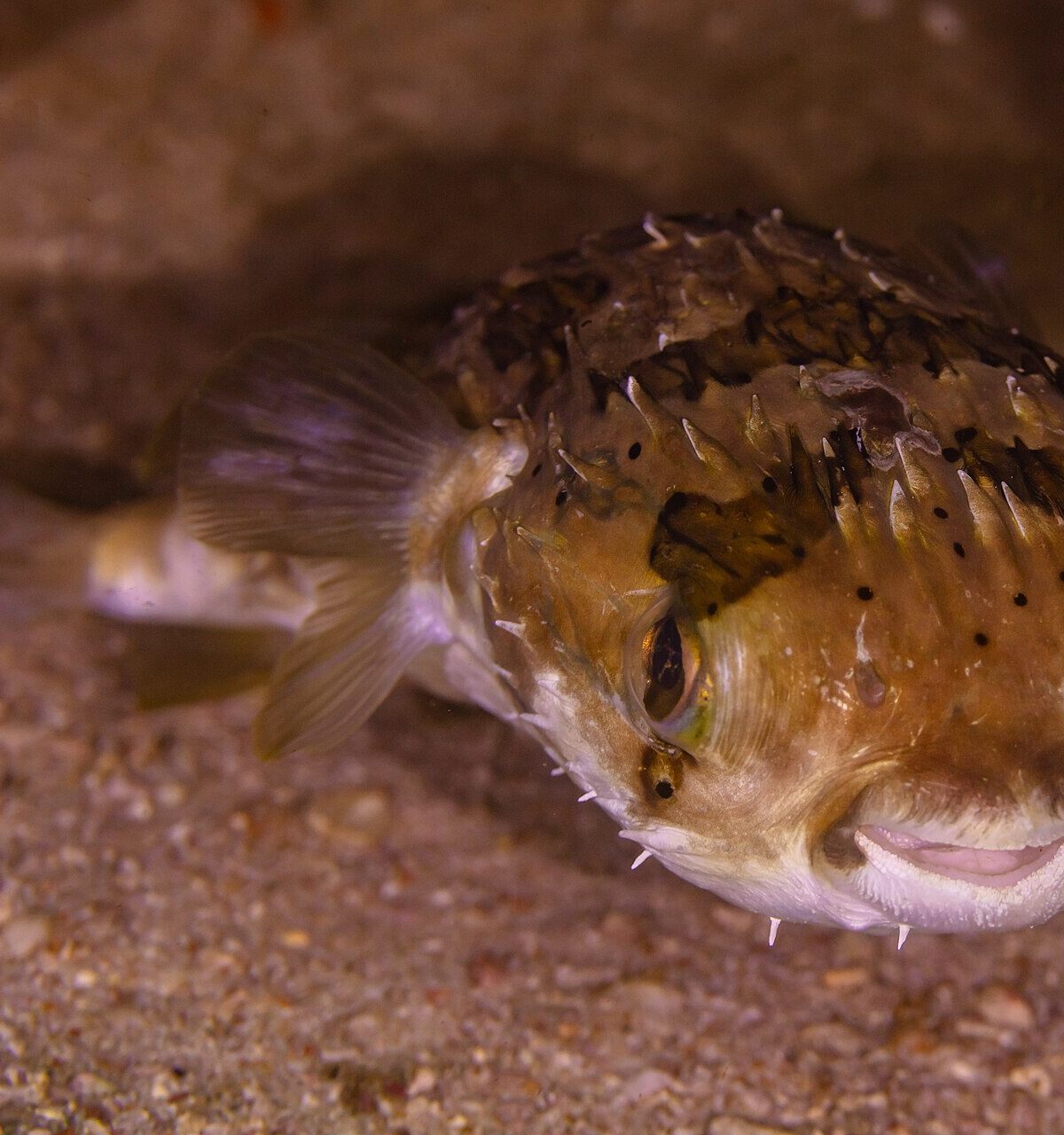 Freckled Porcupinefish