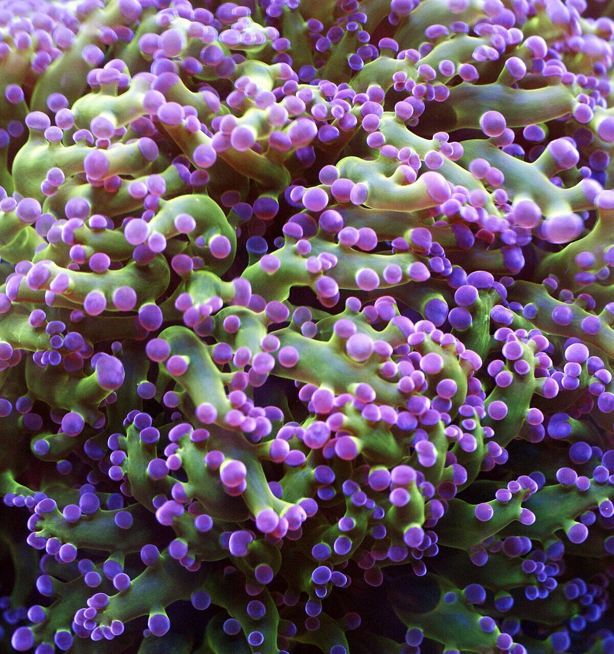 Frogspawn Coral
