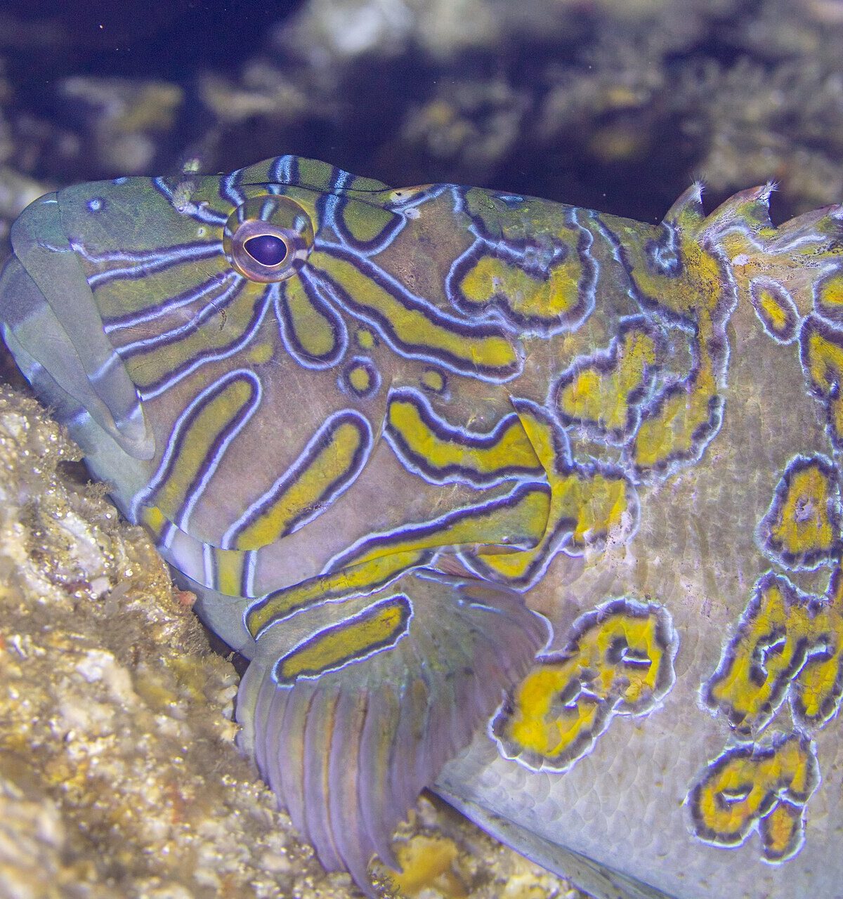 Giant Hawkfish