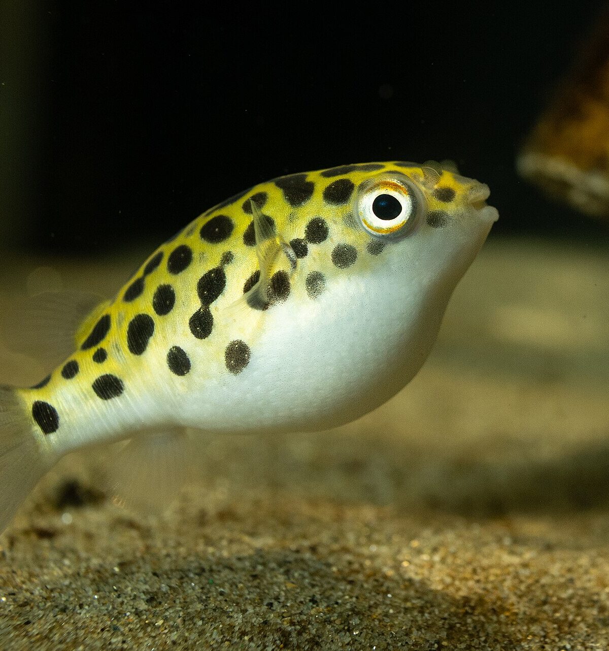 Green Spotted Puffer Fish