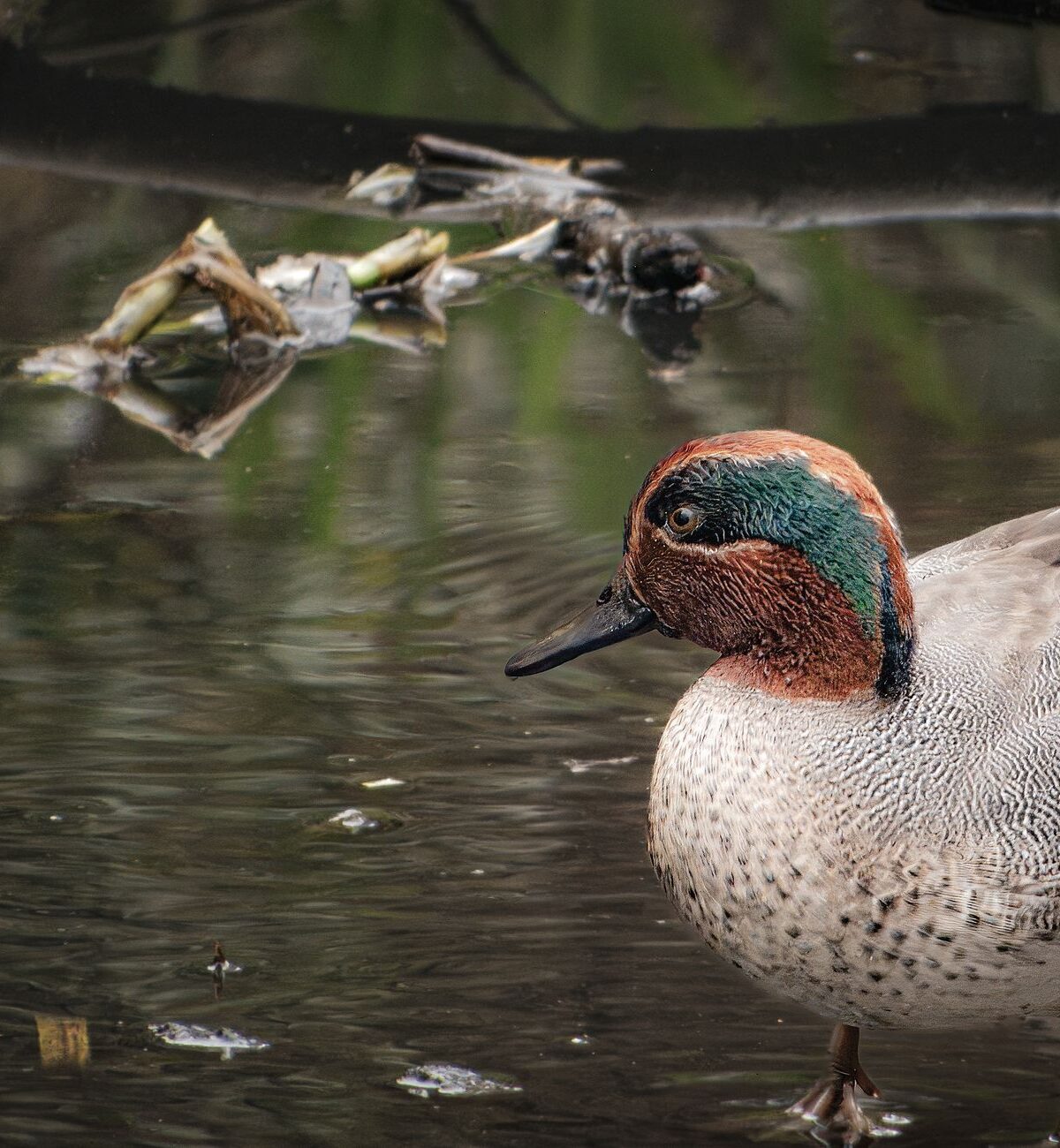 Green Winged Teal