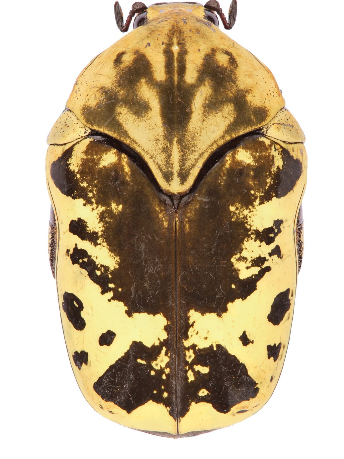 Harlequin Flower Beetle