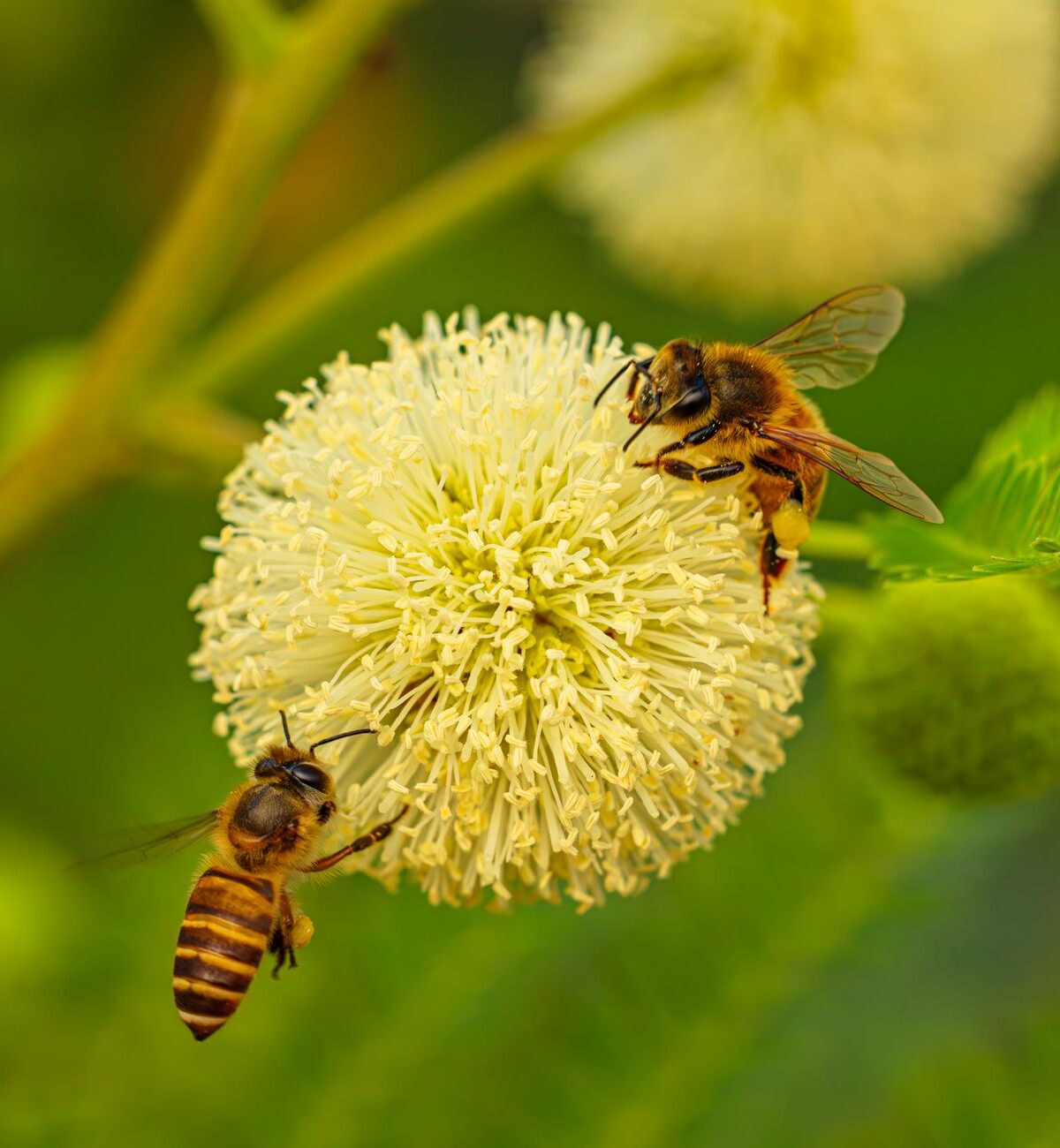 Honey Bee