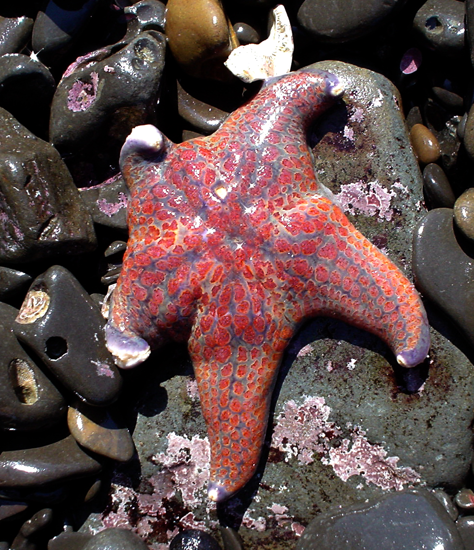 Leather Star