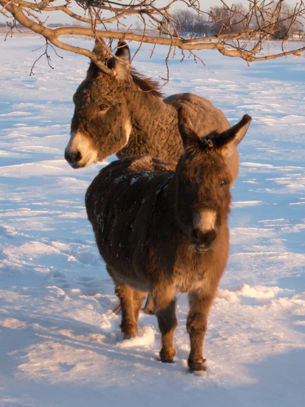 Miniature Mediterranean Donkey