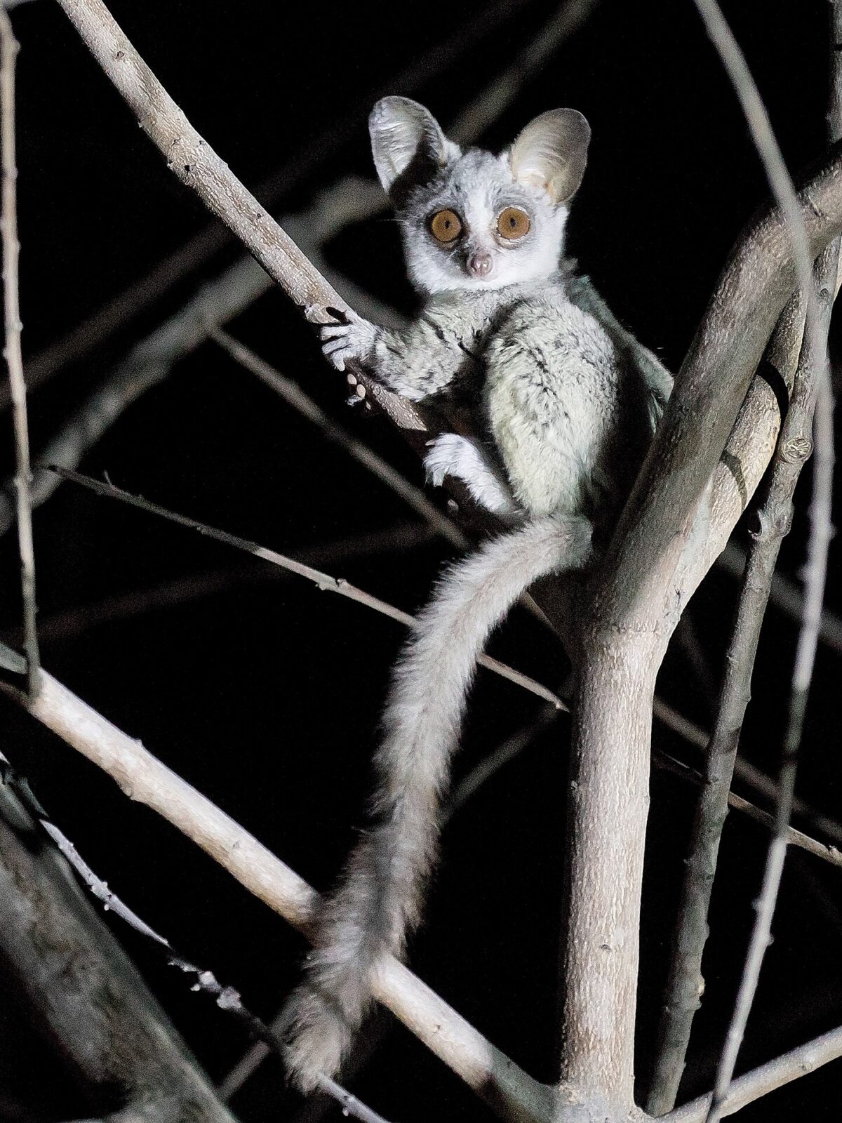 Moholi Bushbaby