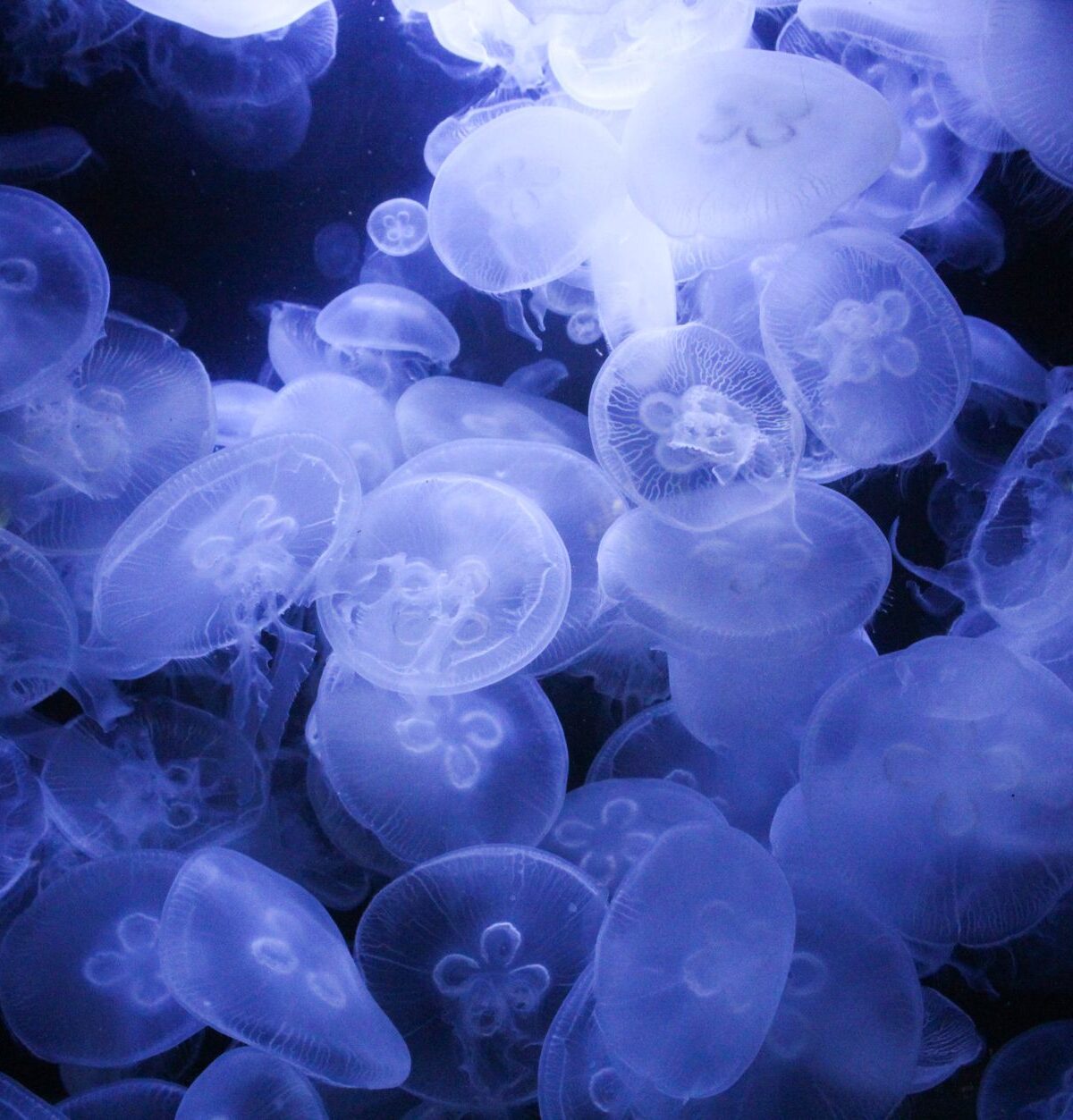 Moon Jellyfish