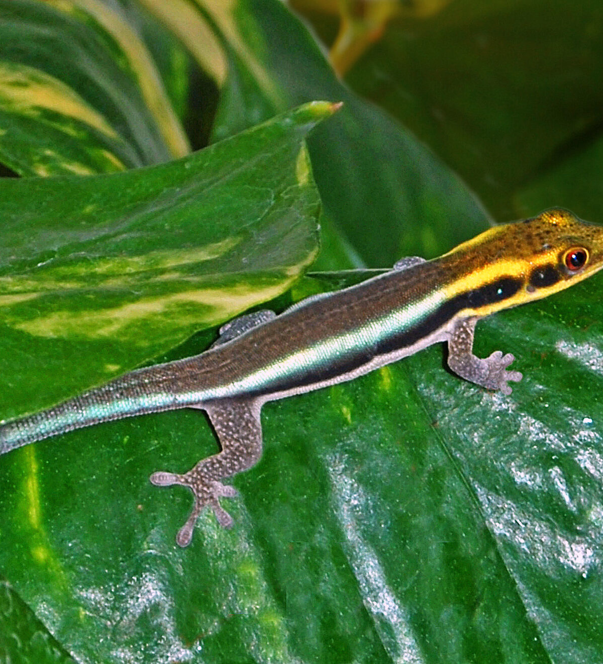 Neon Day Gecko