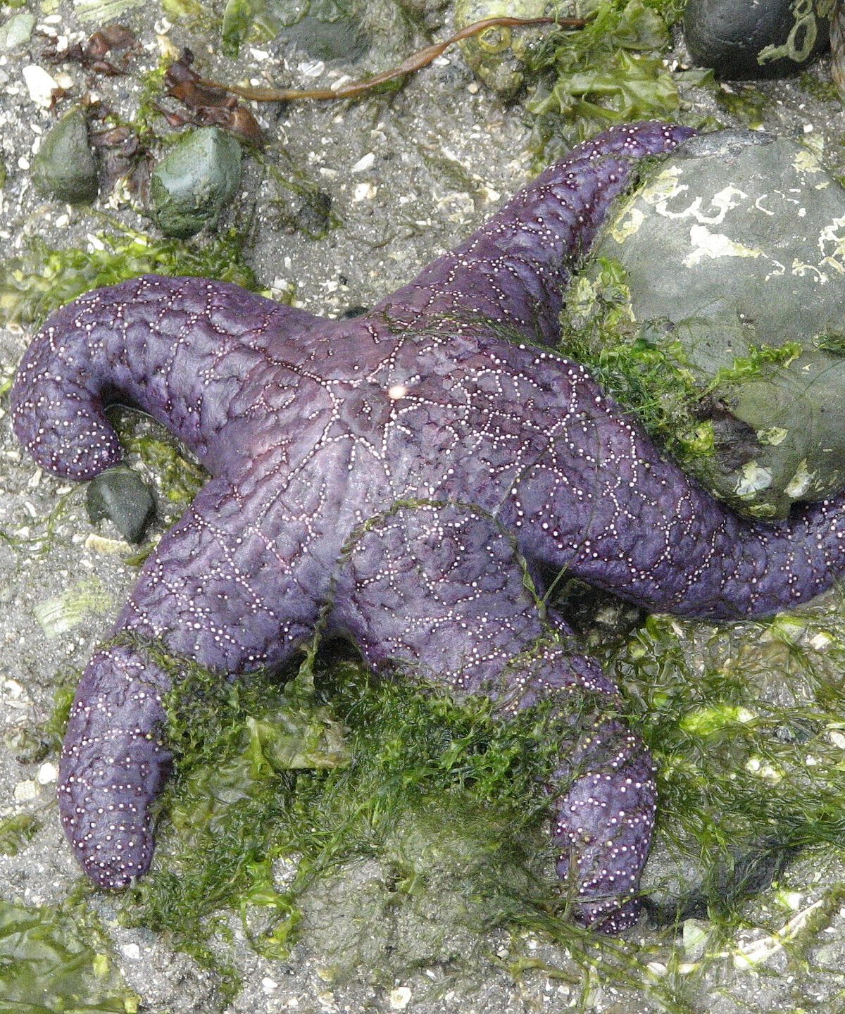 Ochre Sea Star