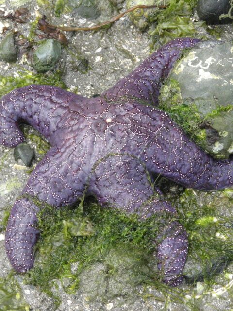 Ochre Sea Star