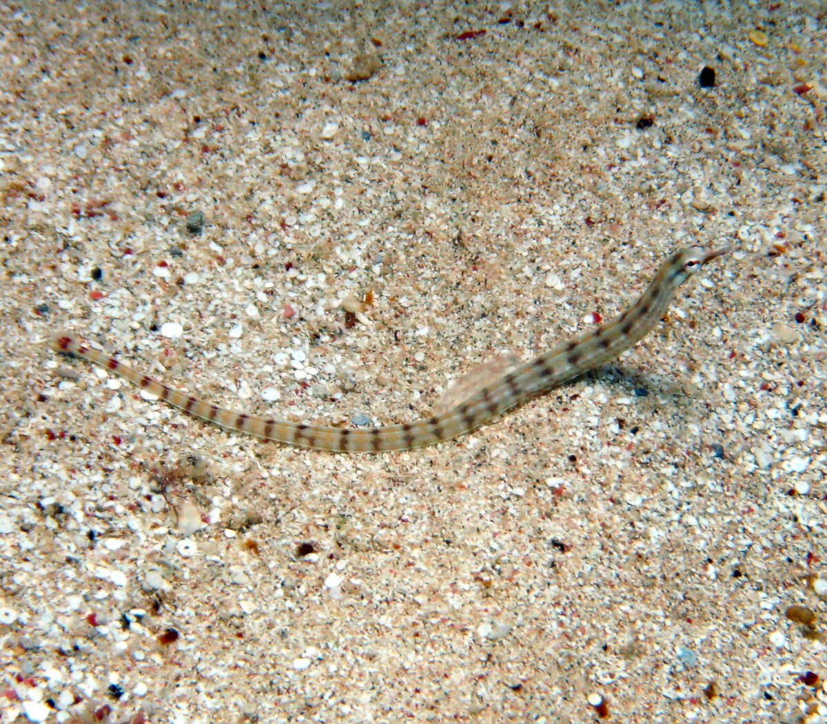 Orange Banded Pipefish