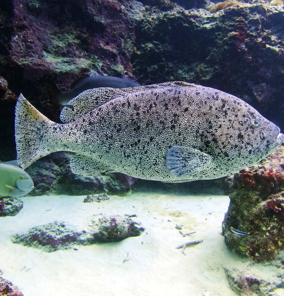 Panther Grouper