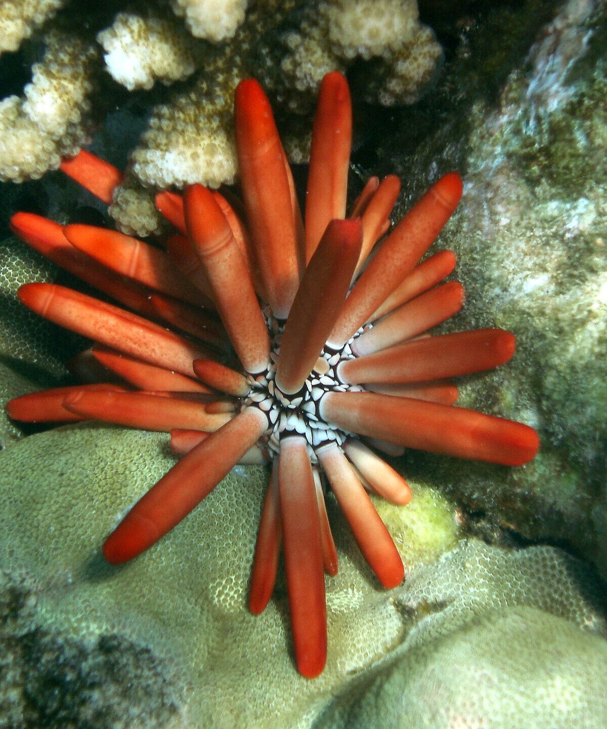 Pencil Urchin
